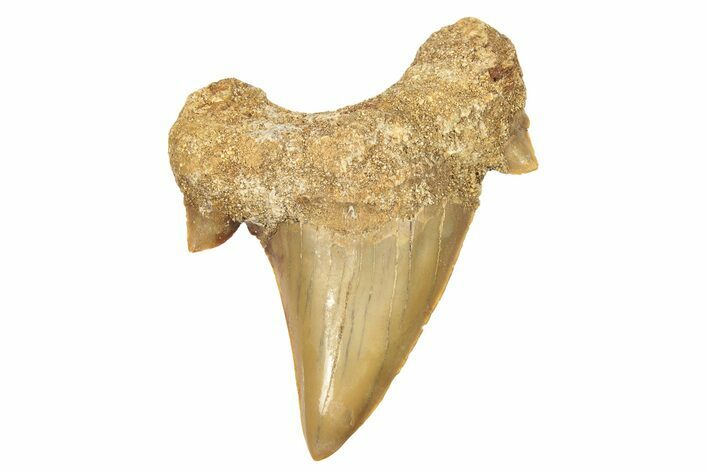 Fossil Shark Tooth (Otodus) - Morocco #257390